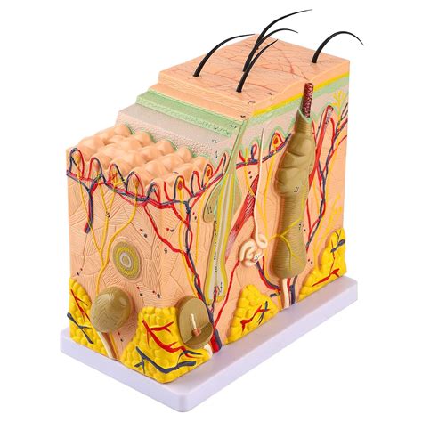 Anatomy Biology Teaching Aid, Human Skin Magnified Model PVC ...