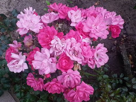 Free Images : flower, floribunda, flowering plant, shrub, rose family ...