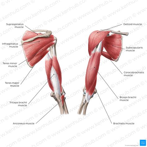 Shoulder muscles : Anatomy and functions | Kenhub