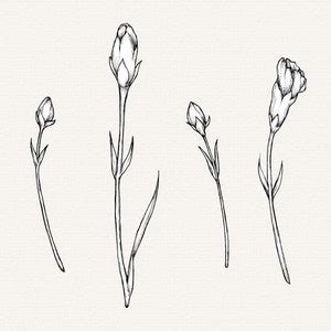 Buy Carnation Flower PNG Clip Art, Hand Drawn Carnations, Detailed ...