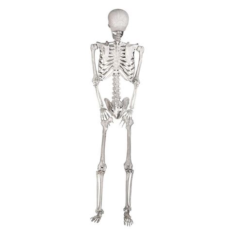 Buy Anatomy of the human skeleton model, 170cm, life-size, with nerves ...