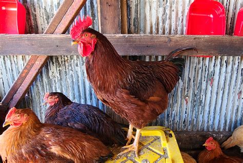 Rhode Island Red Chicken Breed Information And Photos Rhode Island Red