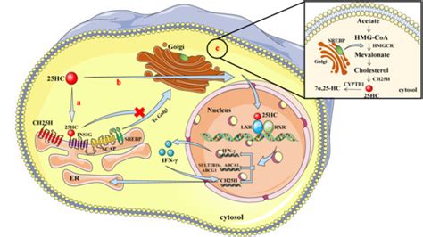 Multifaceted Functions of CH25H and 25HC to Modulate the Lipid ...