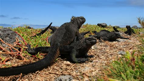 Marine iguana - Galapagos Conservation Trust