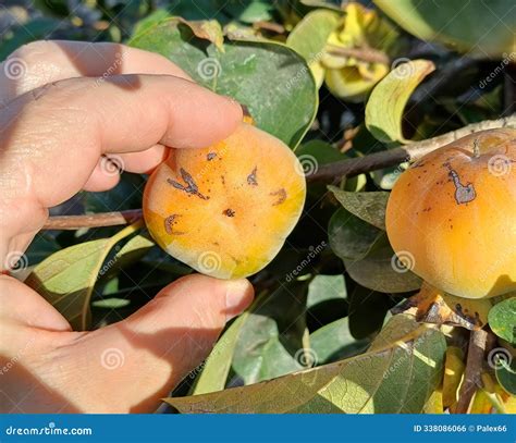 Supervisor Tests Persimmon Fruits for Insect Pests Stock Photo - Image ...
