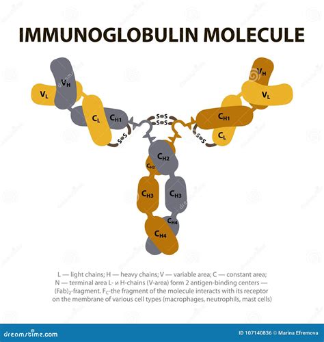 Structure Immunoglobulin Molecule. Stock Vector - Illustration of fragment, biotech: 107140836