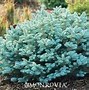 Image result for Dwarf Korean Lilac Shrub