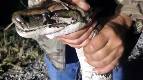 After Python Bowl success, 'Wildman' stresses importance of python hunt ...