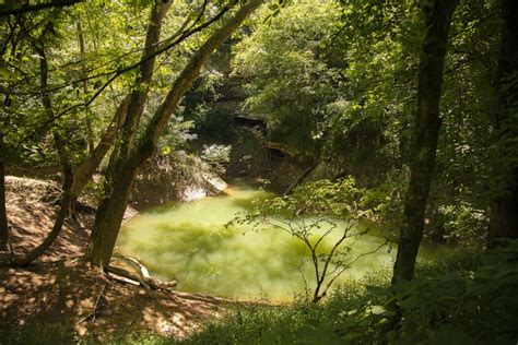 Indiana Locust 的图像结果