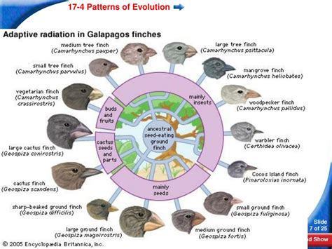 Image result for Coveolution Example