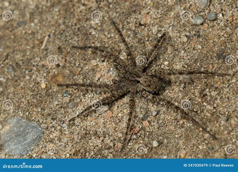 Thin-legged Wolf Spider - Genus Pardosa Royalty-Free Stock Image | CartoonDealer.com #158408872