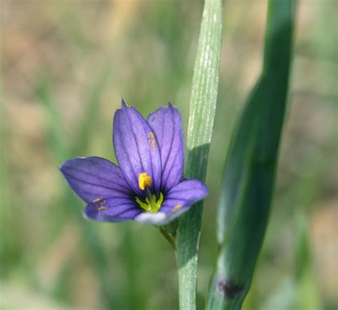 Common Blue-eyed Grass - Watching for WildflowersWatching for Wildflowers