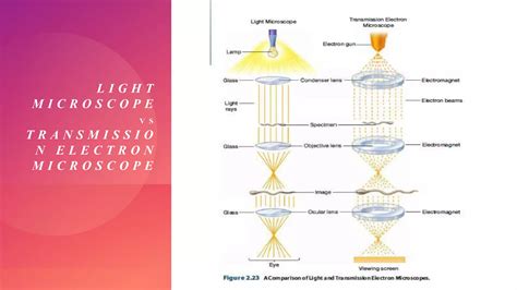 Types of Microscopy 的图像结果