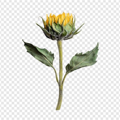 Page 25 | Xray Flower Images - Free Download on Freepik