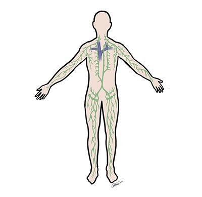 Image result for Map of Lymphatic System