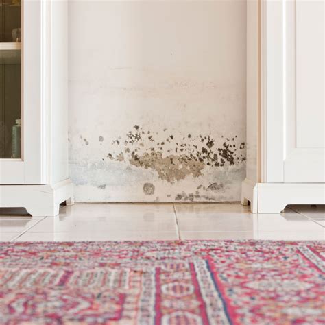 Best Mold- and Mildew-Resistant Paints for 2025 | Family Handyman