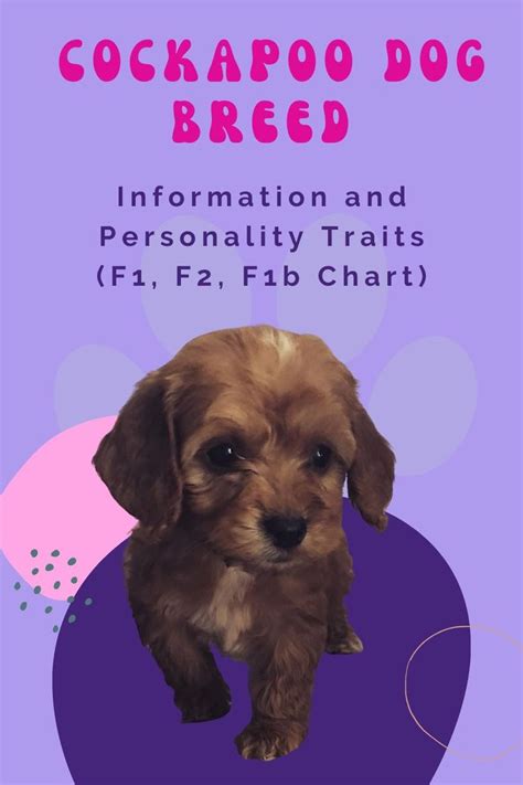 Image result for F1B Cockapoo