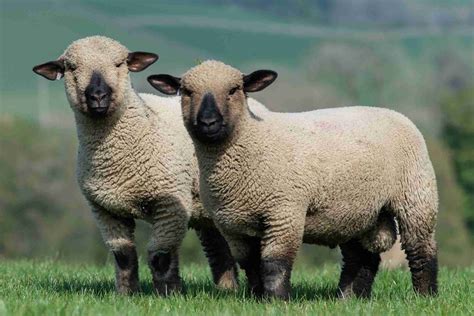 2023 CT Scanning Dates - Hampshire Down Sheep Breeders Association