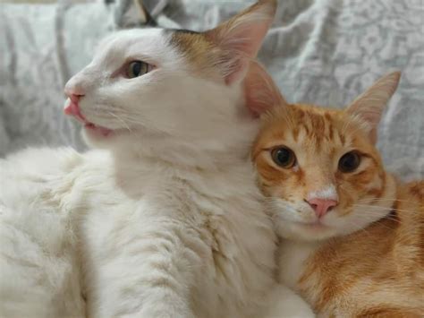 Front Camera Meme 的图像结果