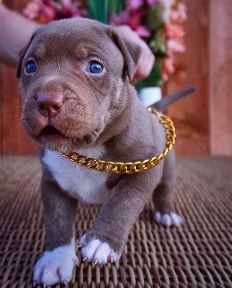 Cute Puppy Dogs Pitbull Puppies