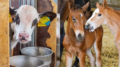 New insights on neonatal foal and calf sepsis, University of Nicosia ...