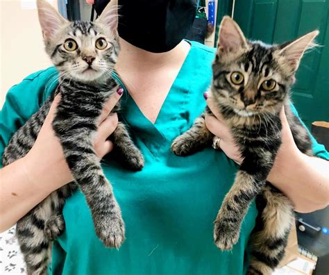 Best Veterinary Hospitals in Wilmington - Windcrest Animal Hospital Group