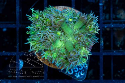 Goniopora Neon Green (Filter)-LPS5_251107_163