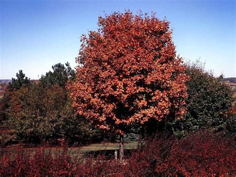 Acer saccharum 'Wright Brothers' - Wright Brothers sugar maple, Moraine ...
