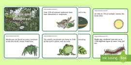 Rainforest Map - KS2 Reference Sheet (teacher made)