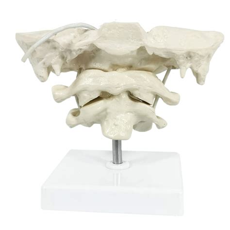 Buy FHUILIEducational Model Occiput Model - Human Cervical Spine Model ...
