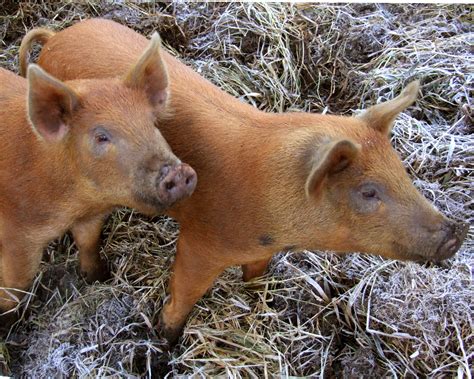 American Breeds Of Swine