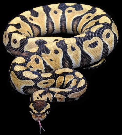 Pythonidae Morphs 的图像结果