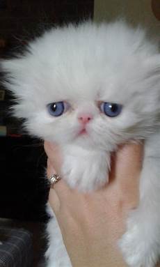 gatti persiani cuccioli cuccioli di persiano da allevatori italiani gatti persiani cuccioli cuccioli di persiano da allevatori italiani