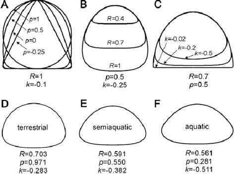 Image result for Turtle Shell Geometry
