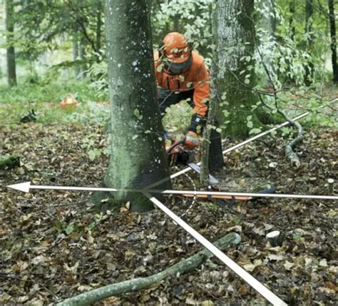 Image result for Felling Tree On Slope