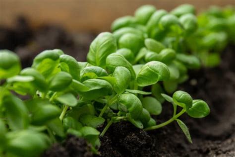 Growing Basil at Home - Everything You Need to Know – AllThatGrows