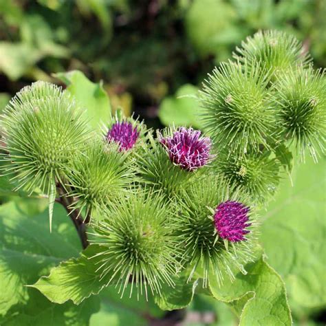 Bildergebnis für burdock plant