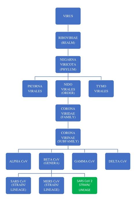 Image result for RNA Virus Classification