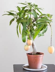 Green Era Mango Plant Price in India - Buy Green Era Mango Plant online ...