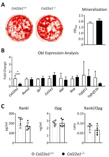 Decreased Trabecular Bone Mass in Col22a1-Deficient Mice