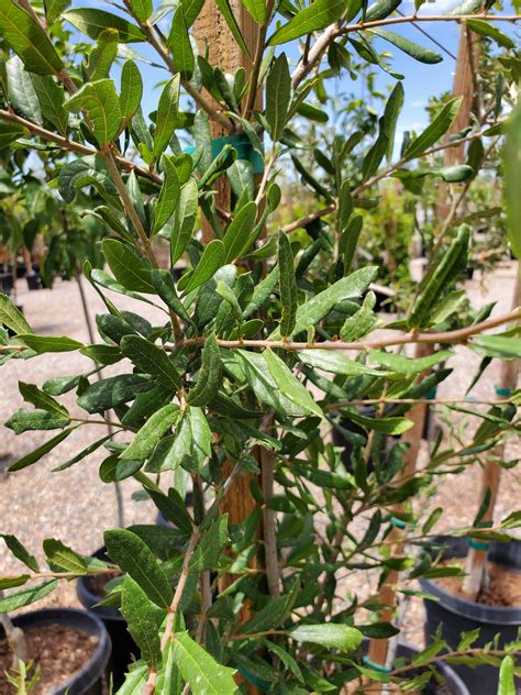 SOUTHERN LIVE OAK (Quercus virginiana) - Treeland Nurseries