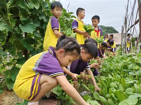 “小菜农”体验劳动快乐！白蕉镇白石小学开展摘菜活动