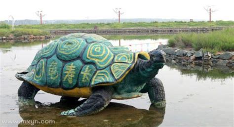 梦见乌龟喝水 周公解梦之梦到乌龟喝水 是什么征兆？