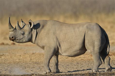 Image result for Rhino Shield Skin Tutorial