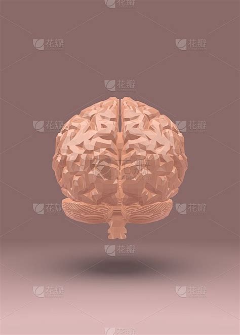 人脑 的图像结果