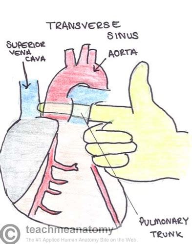 High Yield Gross Anatomy: The Heart Flashcards | Quizlet