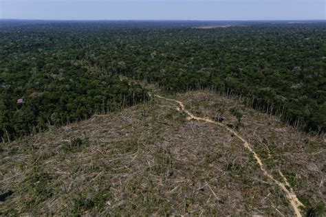 Molluscs and reptiles top latest list of threatened species | World Economic Forum