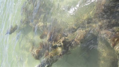 Texture Tree Sea 的图像结果