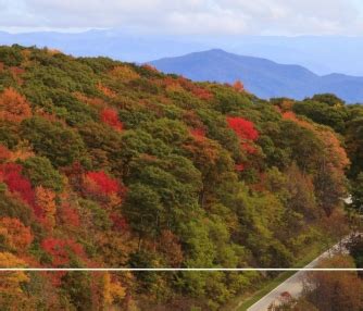 Provisions for Urban Forests in India - Ahmedabad City. | CEPT - Portfolio