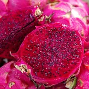 M-Tech Gardens Dragon Fruit Plant (Red Flesh, Hybrid) Dragonfruit ...